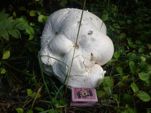 min plånbok, och en stor svamp.